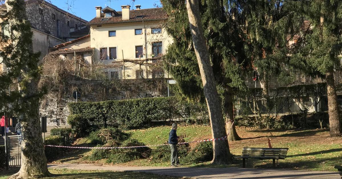 Taglio alberi Finiti i lavori A Foro Boario - Il Giornale di Vicenza