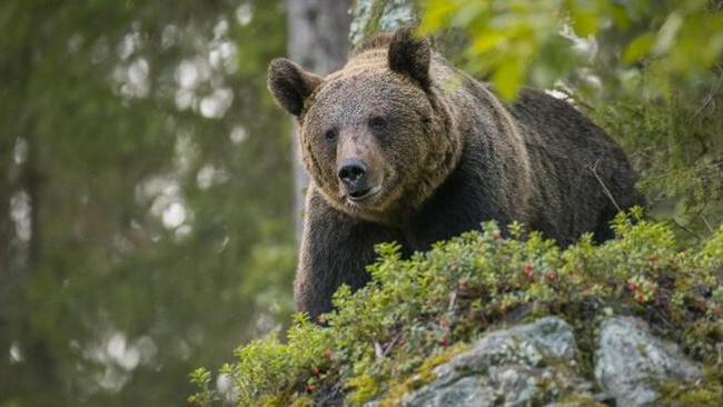 Un orso nei boschi del Trentino (Foto Ansa)