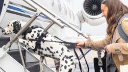 Una nuova compagnia offre voli ​​condivisi per portare in aereo gli animali domestici (Foto k9jets.com)