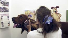 Una veterinaria controlla lo stato di salute di un setter 