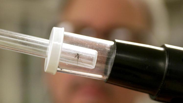 Test su una zanzara per verificare se ha il virus “West Nile”