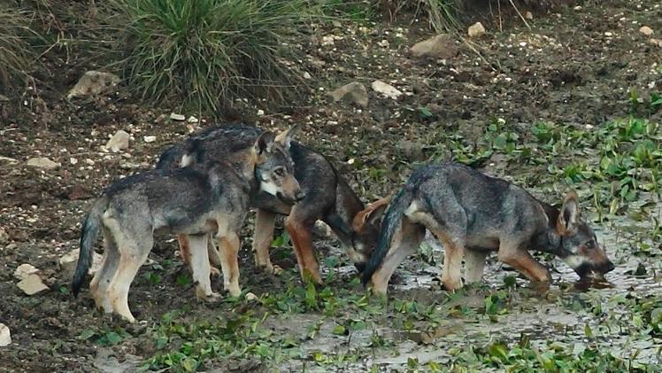 I sette nuovi cuccioli di lupo nati in Lessinia