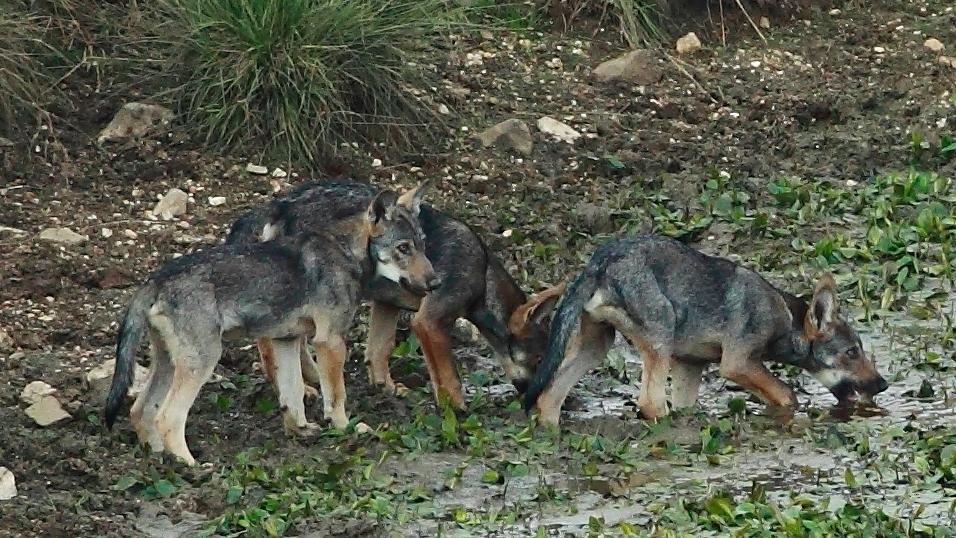Altri 7 cuccioli Lessinia, cresce il branco di lupi | G. di Vicenza