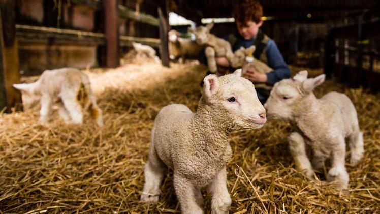Per la Pasqua vicentina non calano le richieste di carne d’agnello