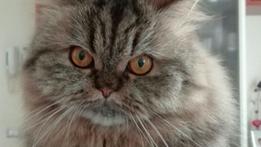 La gatta persiana Mimì