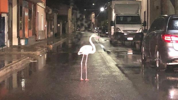 Il fenicottero rosa mentre attraversa la strada (Foto Fb Manuela Dore)