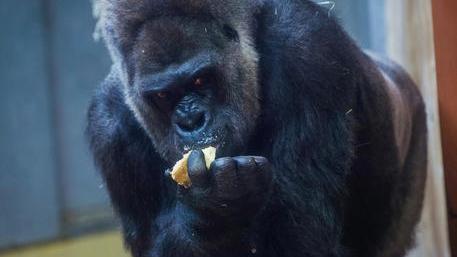 Il gorilla di 200 chili ha attaccato una dipendente dello zoo