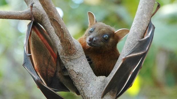 Un pipistrello della specie Cynopterus brachyotis, che vive nelle foreste dell'Asia meridionale