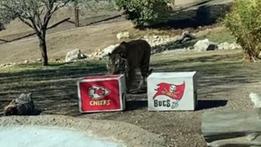 Un frame del video in cui la tigre sceglie la scatola dei Chiefs