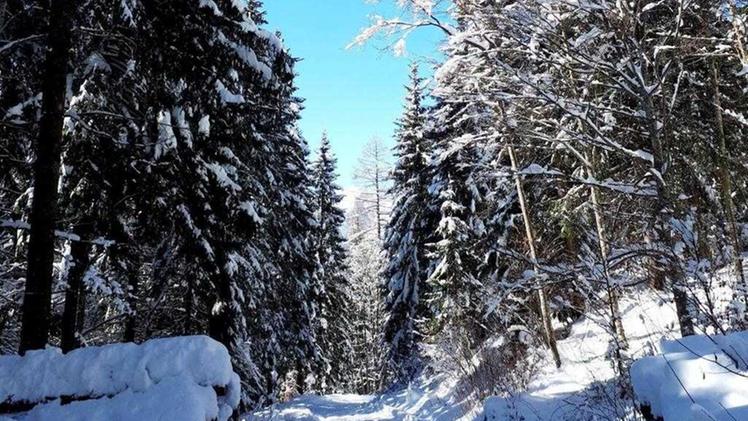 Una camminata nel bosco riporta l'autore ai temi de "Il Sergente nella neve"