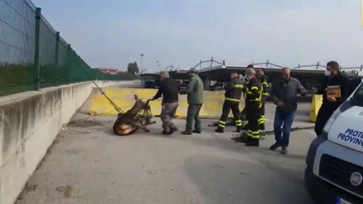 La cerva bloccata nel parcheggio dell'aeroporto Catullo (foto-video Pecora)