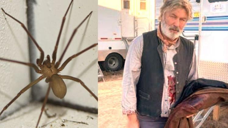 Alec Baldwin sul set del Rust, e un esemplare di ragno eremita come quello che ora ha morso un operatore del film