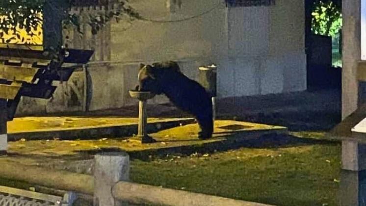 Il frame di un video in cui l'orso marsicano Juan Carrito beve ad una fontanella del centro di Roccaraso