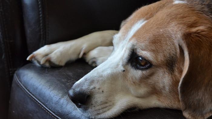 I cani soffrono per la scomparsa di un loro simile con cui convivono (Foto Ansa/Pixabay)