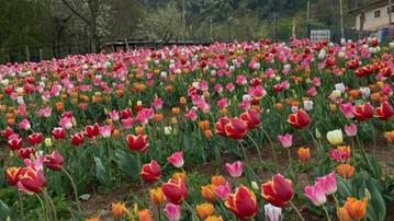 Si respira aria di Olanda in contrada Gonzati dove sono coltivati quasi 18 mila fiori colorati. (Foto A.C.)