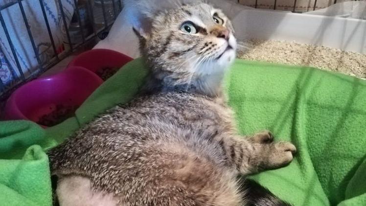 La gattina Tigre-Clover dopo l'intervento