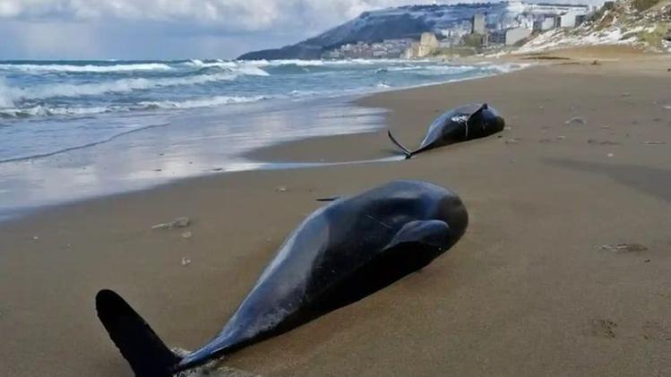Delfini spiaggiati sul Mar Nero (Foto The Guardian)