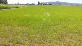 La siccità sta mettendo in difficoltà anche le tradizionali risaie di Grumolo delle Abbadesse. (Foto Archivio)