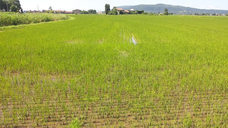 La siccità sta mettendo in difficoltà anche le tradizionali risaie di Grumolo delle Abbadesse. (Foto Archivio)