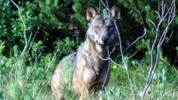 Un lupo sull’Altopiano: sono oltre 200 gli esemplari tra Veneto e Trentino