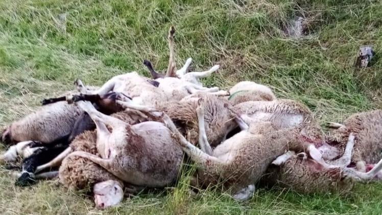 Le carcasse delle pecore radunate dai pastori dopo il raid dei lupi