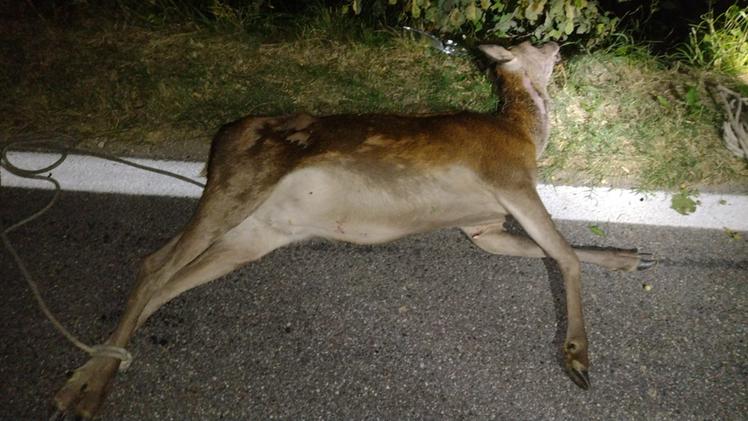 L'animale morto in strada dopo il violento impatto con il suv in via Colleoni a Malo (FOTO TOGNAZZI)