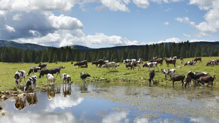 Mucche al pascolo in Altopiano in un'immagine d'archivio