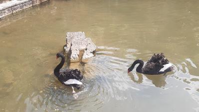 Nuova coppia di cigni neri è arrivata nel laghetto inferiore del parco Fortuna (Foto L. Cristina)