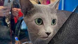 La gatta Ginette, micia di 4 anni, è il gatto più bello del mondo 2022. È un Blu di Russia.