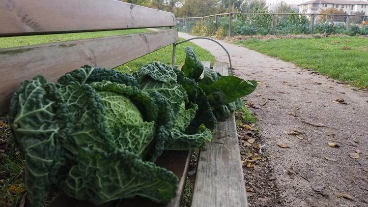 Il progetto: rventuali verdure in esubero vengono lasciate su una panchina vicino agli orti sociali ai Ferrovieri, chi ne ha bisogno può prenderle COLORFOTO