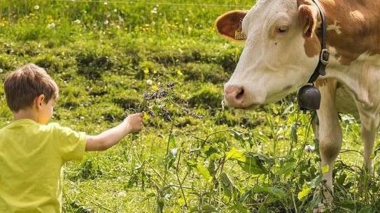 «Adotta una mucca»: con questa formula si può provvedere al sostentamento dei bovini da latte della Valvestino