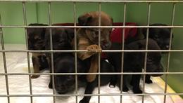 I sei cuccioli abbandonati e presi in cura dall'Enpa