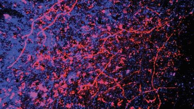 In rosso i neuroni del midollo spinale che comunicano con i neuroni della ricompensa nel cervello in blu (fonte: Abdus-Saboor Lab/Zuckerman Institute​​​​​)