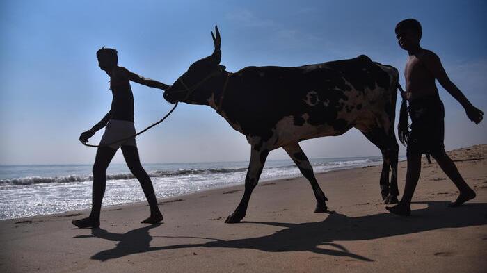 Uomini indiani portano una mucca a bagnarsi in occasione del Mattu Pongal festival RIPRODUZIONE RISERVATA © Copyright ANSA/EPA