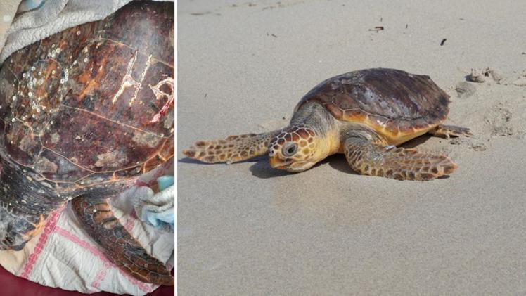 Lettere incise sul carapace di una tartaruga salvata a Cesenatico