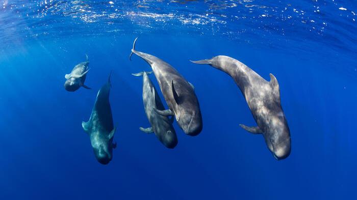 Giornata mondiale delle balene RIPRODUZIONE RISERVATA