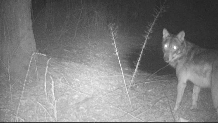 Lo scatto Il lupo immortalato a febbraio da una delle fototrappole installate all’interno dell’oasi di Casale