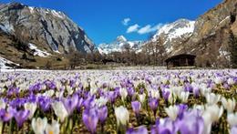 La fioritura di crochi della valle di Ködnitztal in Tirolo (Foto TVB Osttirol, Ingemar Wibmer)
